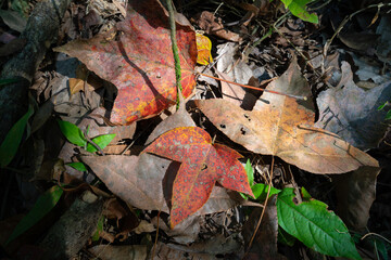 Colorful fallen autumn leaves rest among dry forest litter, highlighted by dappled sunlight that reveals texture, decay, and the quiet rhythm of the forest floor.