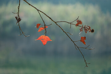 A few bright autumn leaves cling to thin branches against a softly blurred green landscape, emphasizing isolation and the gentle passing of the season.