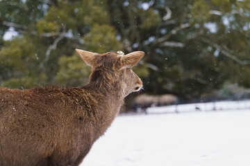 Obraz premium 奈良公園の雪景色と佇む鹿 冬の幻想的な風景