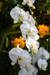 Elegant White Phalaenopsis Orchids in a Lush Garden