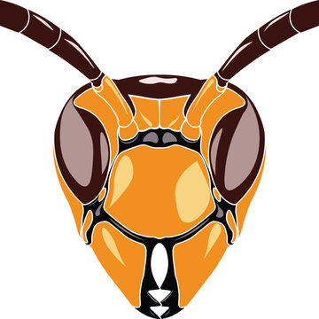 Vector illustration of a hornets head front view.