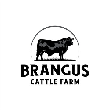 Brangus cow with masculine style design