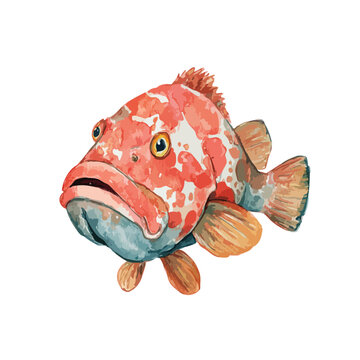 Vibrant Red Grouper Fish Vector Illustration.