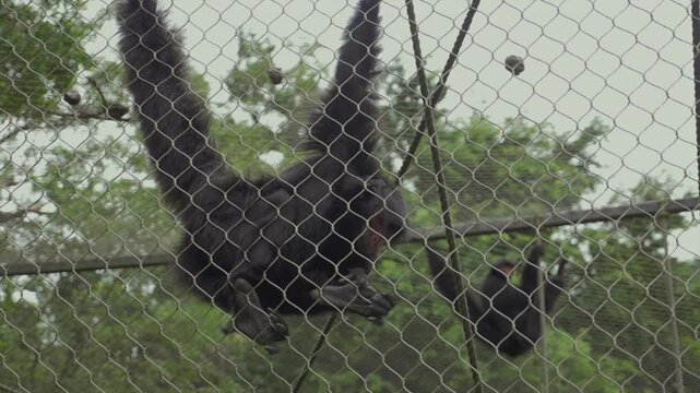 singe derri&egrave;re des grilles de ZOO