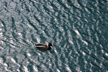 Obraz premium Turquoise lake rippling under the sunlight with a mallard (male) swimming at Arrow Bamboo Lake (Jiànzhú Hǎi) in autumn, Jiuzhai Valley National Park, China
