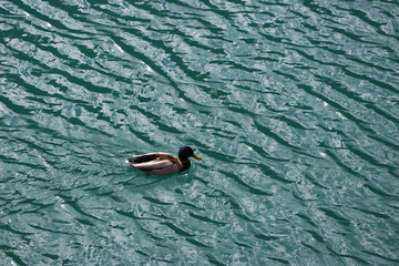 Fototapeta premium Turquoise lake rippling under the sunlight with a mallard (male) swimming at Arrow Bamboo Lake (Jiànzhú Hǎi) in autumn, Jiuzhai Valley National Park, China