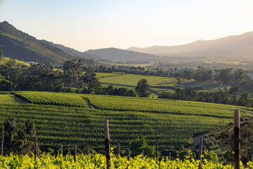 View of green vineyard rows in a valley with mountains in the background under morning light. Agricultural landscape for travel brochure, wine industry. © Sea_Inside_Soul