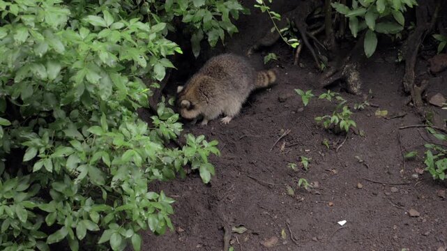 Raton laveur dans un enclos au Zoo