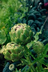 Obraz premium Artichokes Growing in Garden