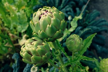 Artichokes Growing in Garden
