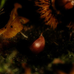 地表に残る晩秋のイガグリと落ち葉 / Chestnut burr and fallen leaves on the ground in late autumn