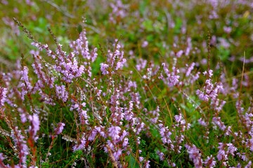 Obraz premium Close-up of Heather Flowers in Bloom