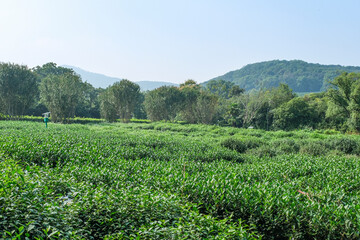 杭州の西湖の畔に広がる龍井茶の茶畑