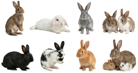 Fototapeta premium set of a rabbit in different poses, standing, lying and sitting isolated on a transparent background