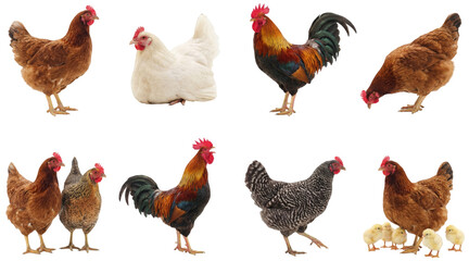 Fototapeta premium set of a chicken in different poses, standing, walking and with chicks isolated on a transparent background
