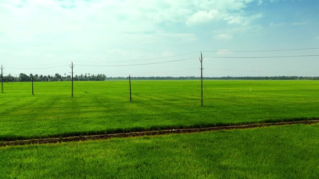 Areal short of Paddy Fields, Kuttanad Taluk, Alappuzha, Kerala Rice cultivation in Kuttanad ,alappy