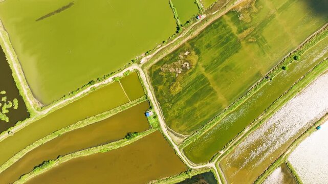 Top down drone shows fish ponds in Pangasinan Philippines aquaculture