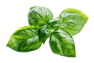 Fototapeta premium Fresh green basil leaves isolated on transparent background. Fresh basil leaves healthy herb detail isolated on white background.