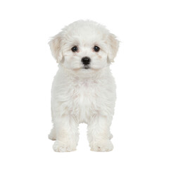 Obraz premium Cute fluffy white puppy standing alone