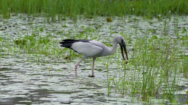 An Asian openbill (Anastomus oscitans) foraging in the tall green grass of a Sri Lankan wetland