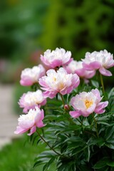 Fototapeta premium Blooming pink peonies in lush green garden setting