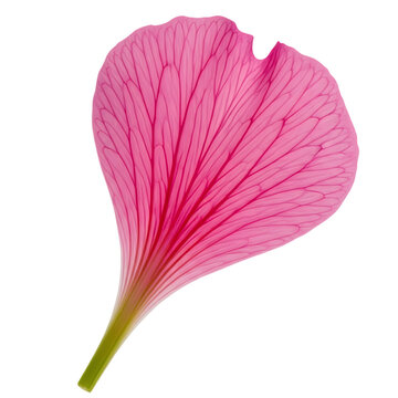 Single pink leaf on white background