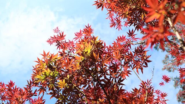 Autumn Maple Leaves with Sunlight and Blue Sky