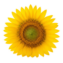 Fototapeta premium Bright yellow sunflower in full bloom