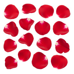 Fototapeta premium Scattered red rose petals