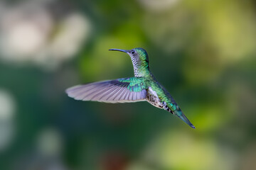 Obraz premium Sparkling violetear (Colibri coruscans) Ecuador
