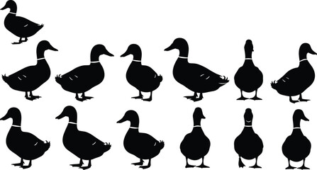 Duck silhouette illustration set, twelve black figures in varied poses standing upright or relaxed orientations, vector artwork, animal and nature theme, isolated background ©  BAKKOR