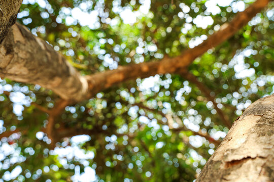 Upward view of large tree trunk and branches reaching toward the sky with ethereal bright sunlight bokeh effect filtering through green summer foliage.