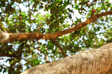 Close-up texture of rough tree trunk bark against vibrant green foliage with bright sunlit bokeh circles creating an abstract natural background. © Chetra168