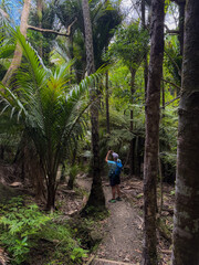 Obraz premium A hiker with a backpack takes a photo of the lush rainforest in New Zealand. The person is on a trail surrounded by ferns and palm trees, capturing the beauty of nature.