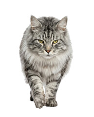 Obraz premium Fluffy silver tabby cat with green eyes walking towards camera, long hair, isolated on white
