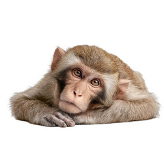 Naklejka premium PNG of A curious young monkey rests with a thoughtful expression, showcasing its gentle features.