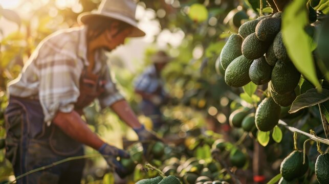 A young Hispanic man in a straw hat harvests avocados in a sunlit orchard. Lush green trees and ripe fruit are visible in the background.
