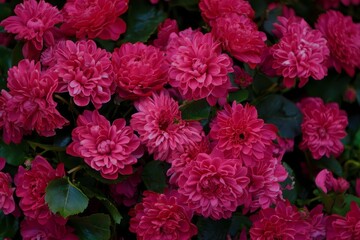 Vibrant Pink Chrysanthemum Flower Bed Close-Up