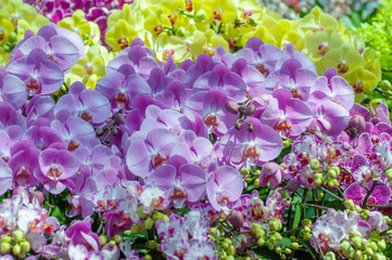 Obraz premium Phalaenopsis moth orchid display with pale pink and lavender flowers, rounded petals and contrasting magenta centers, arranged densely among yellow blooms in a cultivated setting.