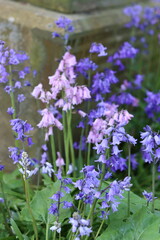 Obraz premium Blue and pink bluebells in a garden