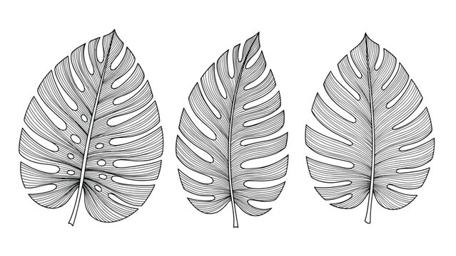Three detailed hand drawn monstera deliciosa leaves in black ink on a white background, tropical botanical sketch for modern wall art.