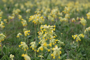 Obraz premium Yellow cowslips in a meadow