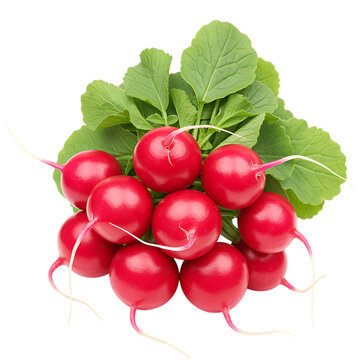Fresh bunch of red radishes with green leaves on white background for healthy eating and cooking concepts transparent background