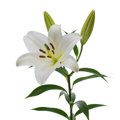 Obraz premium A single white lily flower with green leaves and a green stem