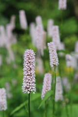 Obraz premium Soft pink spikes of Persicaria bistorta in a garden