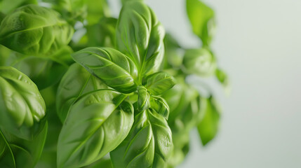 Fototapeta premium fresh basil leaves