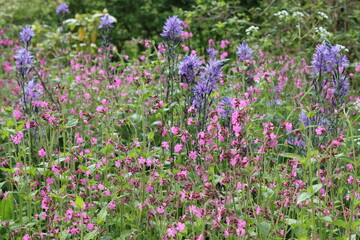 Blue camassia and red campion flowers in a spring garden