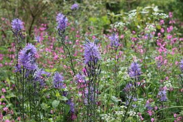 Fototapeta premium Blue camassia and red campion flowers in a spring garden