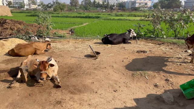 Domestic Farm Animals Resting and Grazing in Rural Village Yard