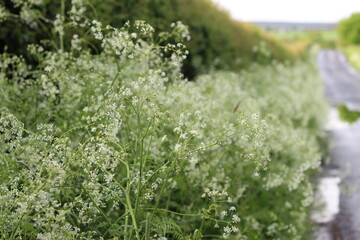 Obraz premium Cow parsley in a roadside verge